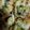 クックZV4IIE☆'s cooksnap of when they made ごぼう入り☆おからピザ.