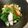 くまんぼう's cooksnap of when they made かまぼこと三つ葉の柚子胡椒和え.