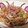 みなこっく's cooksnap of when they made 新発見〜♡簡単でやみつき！！焼きうどん♡.