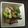 クックXMCTNQ☆'s cooksnap of when they made 迷ったらこれ！チンゲン菜と豚肉の炒め物.