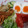 brenandyu's cooksnap of when they made トマトとツナの冷やしうどん.