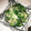 クックMi〜No's cooksnap of when they made 春菊とツナの和え物.