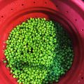 たけぞぞ's cooksnap of when they made プロから教わる！山本勝之助商店の山椒の実.