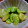 ラブリークッキー's cooksnap of when they made そらまめの素揚げ.