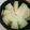 まーくんのおくさん's cooksnap of when they made レンジで簡単！新玉ねぎトロトロ蒸し.