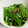 ばんぷ☆'s cooksnap of when they made 絹さやの梅しらす和え：お弁当野菜おかず.