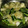 あおまちゅちゃん's cooksnap of when they made きゅうりと長いものさっぱり梅酢和え.