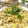 クックQ3M910☆'s cooksnap of when they made 蒸し鶏とゴボウの和風スープパスタ.