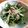 muni☆'s cooksnap of when they made たこと水菜のマリネ.
