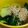 okazakana's cooksnap of when they made 簡単★居酒屋風きゅうりでおつまみ.