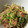 ゆずしちみ's cooksnap of when they made 玉ねぎと豆苗の和え物.