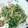 なおころピッコロ's cooksnap of when they made 水菜とベーコンの炒め物.
