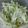 4double5's cooksnap of when they made 白菜の芯のサラダ.