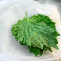 大魔女's cooksnap of when they made 決定版！！　大葉の保存方法.