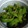あやねんママ1222's cooksnap of when they made ピーマンだけ！鰻のたれ焼き(*^O^*).