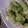 イケメンジュモンジ's cooksnap of when they made 夏野菜の大量消費に！簡単きゅうりの浅漬け.