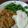 miiko0629's cooksnap of when they made お豆腐満足★ドライカレー.