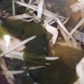 ふぁんたにゃん's cooksnap of when they made 簡単！ ごぼう 椎茸 ワカメの お吸い物.