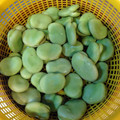taekoさん's cooksnap of when they made 覚えておこう！　　そら豆のゆで方.