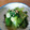 CHIE☆★ちえ's cooksnap of when they made 青梗菜の生姜おひたし.