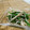 赤い電話's cooksnap of when they made 残り野菜で小鉢　ニラとエノキのおひたし.