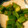 izumikirin's cooksnap of when they made 簡単♬オクラの和風♬梅肉和え.