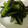 綿菓子レオまま's cooksnap of when they made 小松菜の塩こぶ炒め.