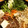 ぐーたらレシピ研究所's cooksnap of when they made すき焼きの割りした♪.