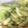 kotahoo's cooksnap of when they made すぐりメロンのわさび漬け.