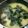 ちぃ0715's cooksnap of when they made 焼き海苔のお味噌汁.