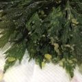 クックIUL7D0☆'s cooksnap of when they made 野草を楽しむ～蓬のてんぷら.