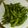もりのりころ's cooksnap of when they made 枝豆の茹で方 (時短).