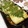 kuikomi's cooksnap of when they made あの居酒屋の揚げ出し豆腐をもう一度・・・.