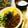 梨パフェ♪'s cooksnap of when they made まぐろ味付けフレーク缶 de ばら寿司～.