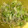 クックZ8J4H4☆'s cooksnap of when they made もやしと野菜の青じそ柚子胡椒和え.