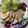 クックO9JO3W☆'s cooksnap of when they made お酒とお醤油だけで！鶏ももチャーシュー.
