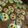 みぃみ◎'s cooksnap of when they made ふなっしー！クッキー！.