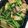 000mie's cooksnap of when they made 空芯菜とエリンギのニンニク炒め.