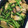 000mie's cooksnap of when they made 空芯菜とエリンギのニンニク炒め.