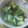 ★ナミリア☆'s cooksnap of when they made レタスの大根おろし和え。.
