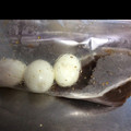 wasabee3's cooksnap of when they made ご飯と食べたい!鶏肉と卵のさっぱり煮.