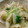 Spreeng's cooksnap of when they made 丸ごと新玉ねぎ♪ひき肉あんでとろ～り.