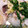picapi58's cooksnap of when they made カツオのたたき.