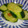 アスカチャチャ's cooksnap of when they made きゅうりの中華漬け.