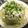 raraha's cooksnap of when they made 簡単！豚しゃぶ.