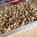 miyazu's cooksnap of when they made 海外で！手作り納豆.