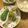こばまき's cooksnap of when they made 簡単！タラのムニエル☆アボカドソースがけ.