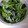 アピナス's cooksnap of when they made ほうれん草とちりめんの和え物.