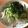 クックNP9ISV☆'s cooksnap of when they made ワカメと大根サラダ～和風ドレッシングで～.