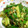 max4995's cooksnap of when they made 胡瓜と茗荷の塩昆布和え.